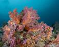 Soft coral in the Solomon Islands