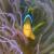 clownfish, palau, macro, aggressor