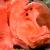 Paddleflap Scorpionfish - Rhinopias