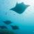 Manta rays in the Maldives.