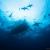 signature Caribbean reef shark dive