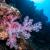 A pink soft coral on a reef surrounded by the blue waters by Mike Leeson Photography