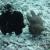Courting frogfish
