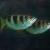 Archer fish, Solomon Islands