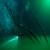 Diver swims under a dead tree at 35 metres underwater in Cenote Angelitas