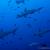 Scalloped hammerheads passing by the cleaning station.