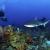 Divers observe a Caribbean Reef Shark