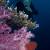 Prolific soft corals- great colors