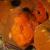 Orange Frogfish - boat dive 