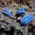 Nudibranchs ~ Puerto Galera, Philippines by Denise Cottin www.photographit.com