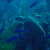 Turtle - Cobalt Coast shore dive