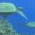 Green turtle cleaning station 