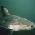 Salmon shark. Cousin to the great white. They will swim up rivers chasing salmon.