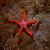 star starfish