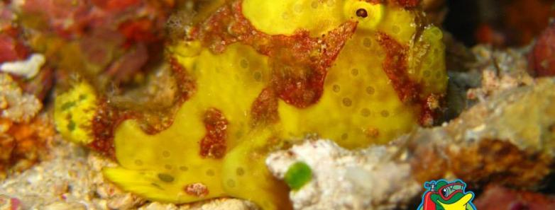 A painted frogfish rests on the sandy bottom in Lembeh.