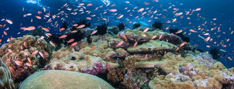 A gorgeous coral reef in Papua New Guinea.