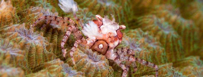 A boxer crab on coral in Papua New Guinea.