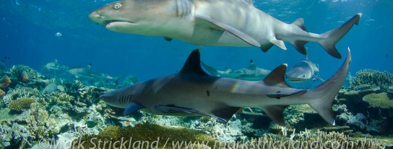 Sharks swim along a shallow reef in Fiji