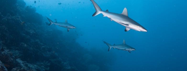 Sharks swim at Tubbataha Reef
