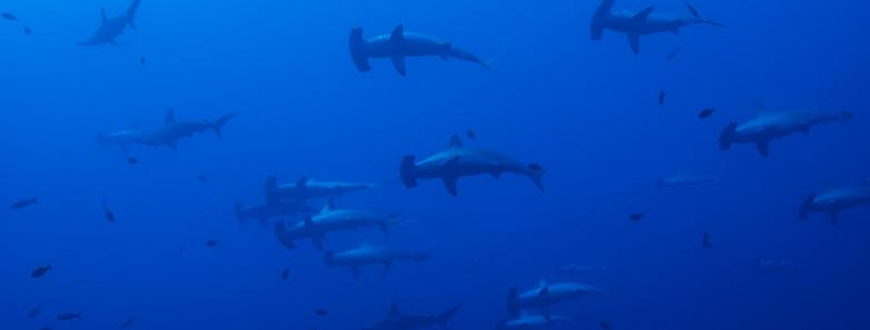 Hammerhead sharks in Socorro Island