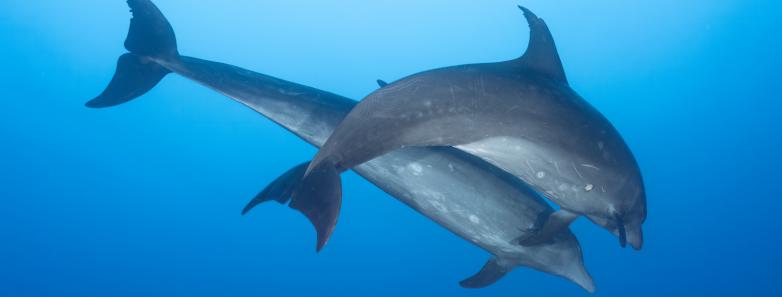 Fiji Dolphins