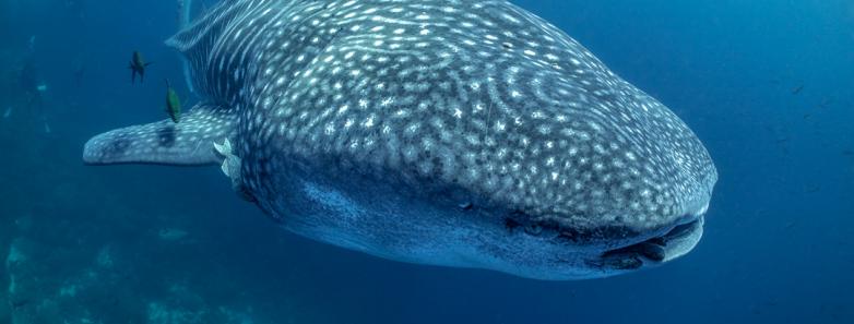 Galapagos Diving Whaleshark