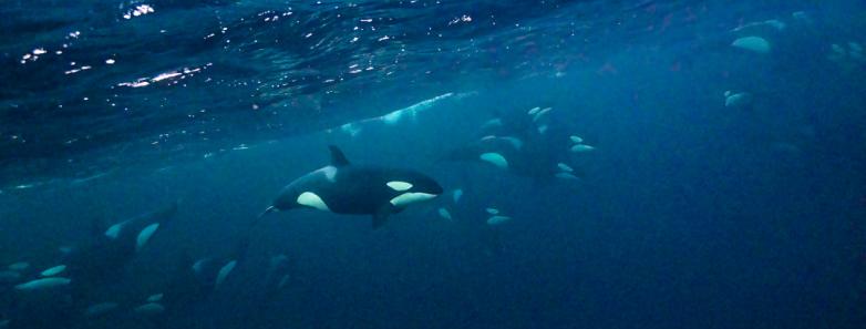 A pod of orcas swims in Norwegian waters.