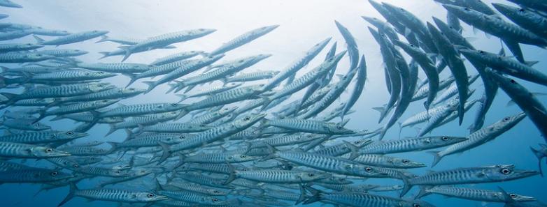 A school of barracuda swim near the surface of the ocean
