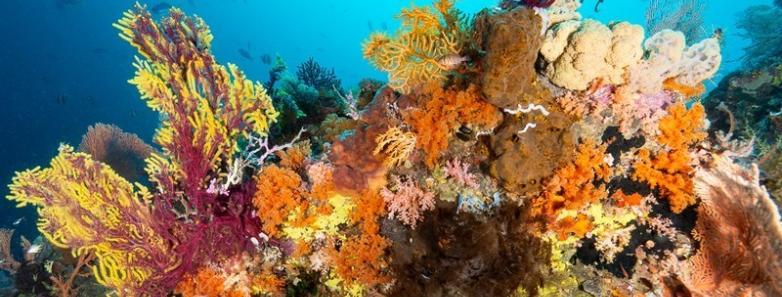 The vibrant corals seen in Raja Ampat