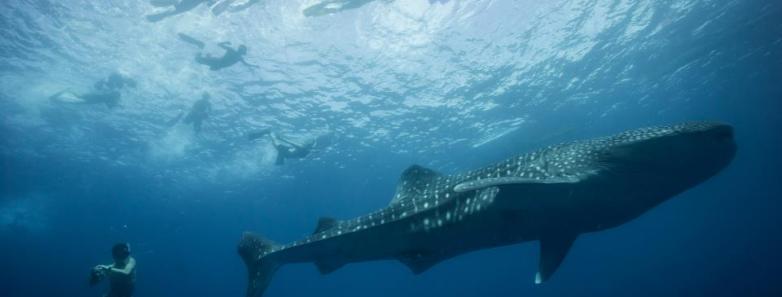 Diving with whale sharks in Leyte, Philippines.