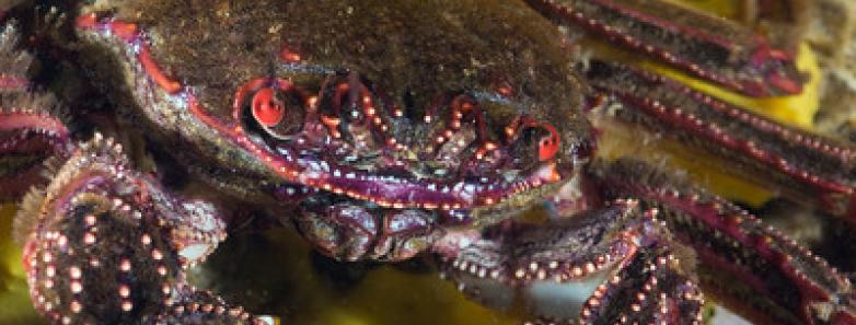 A crab underwater in Australia