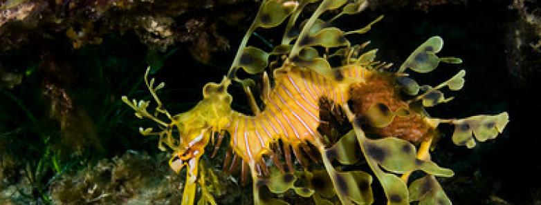 A leafy sea dragon underwater in Australia