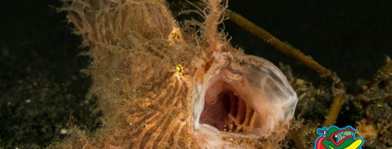 A hairy frogfish opens its mouth wide in Lembeh.