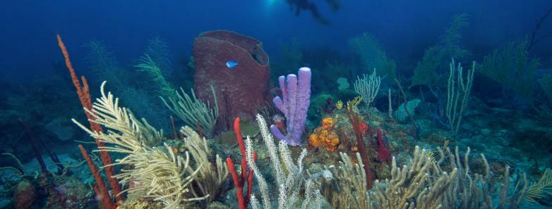 scuba diving St Maarten