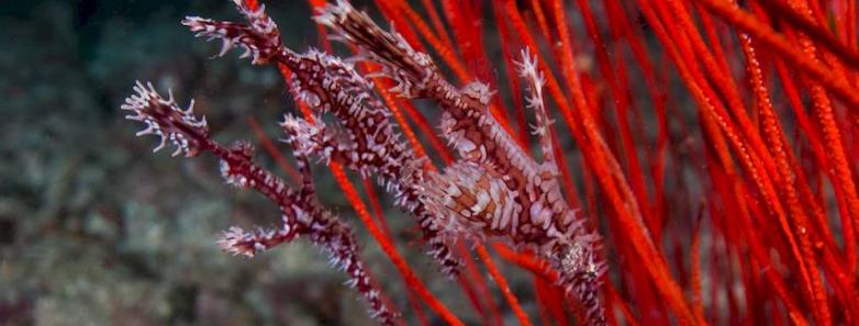 Ornate ghost pipefish blend in with their habitat in Fji