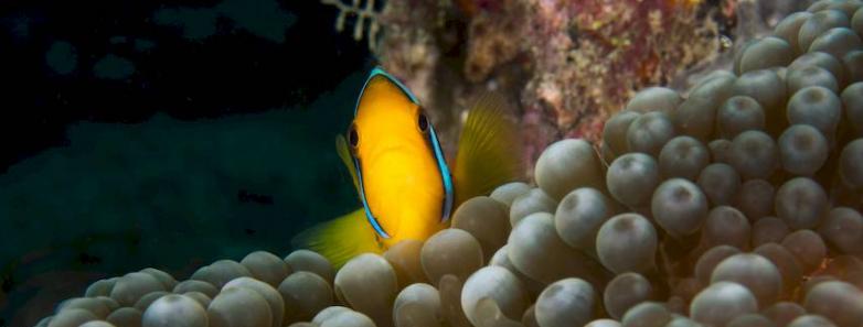 An anemone fish looks out from the safety of its anemonee