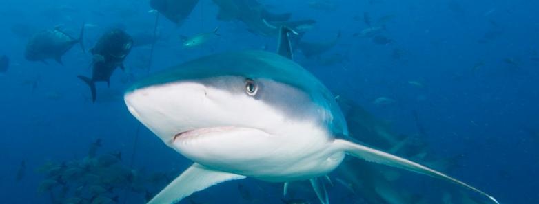 A shark underwater in Fiji