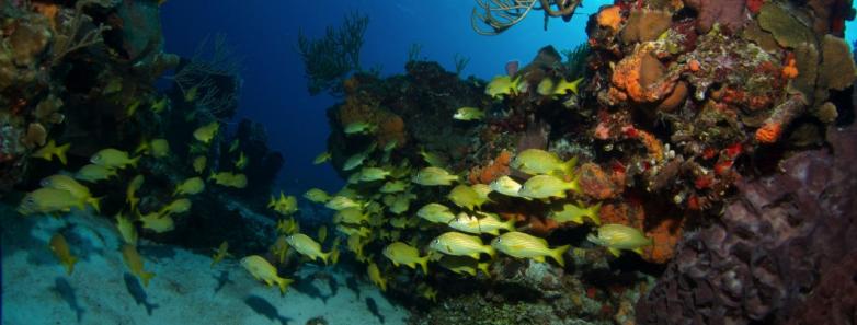 scuba diving riviera maya