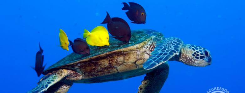 best hawaii scuba diving