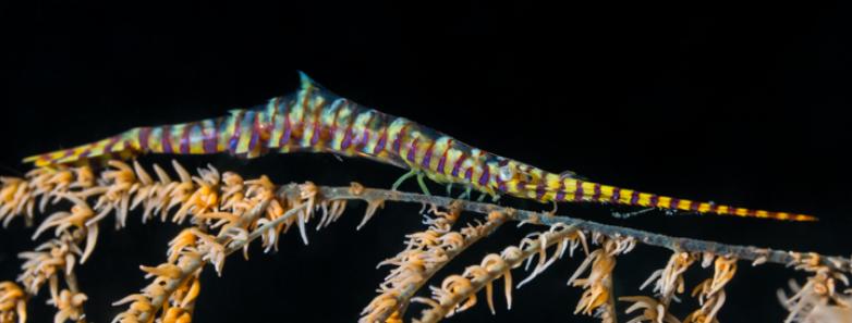 A pipefish at a Lembeh dive site.