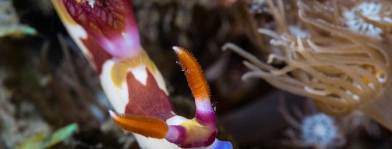 A nudibranch at a dive site in Lembeh, Indonesia.