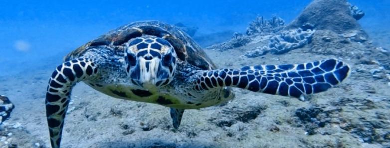 A sea turtle swims near the sea floor in Mozambique.