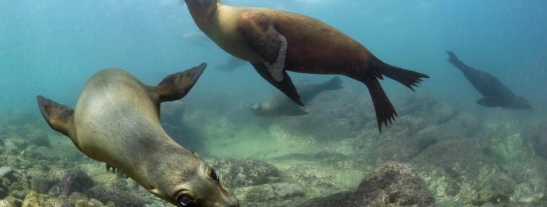 Sea lions playing underwater in La Paz