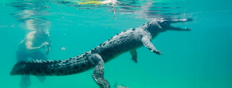 A crocodile underwater in Cuba