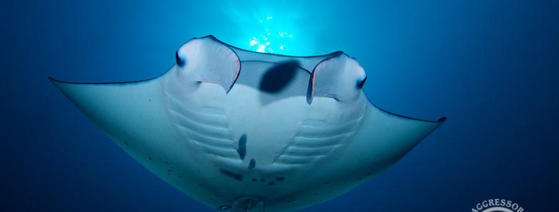 A manta ray swims through the waters of Palau