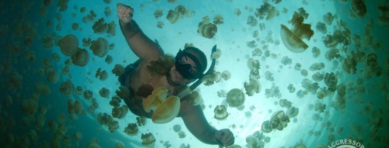 A woman swims surrounded by hundreds of jelly fish
