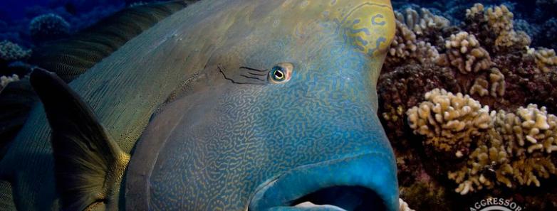 A Napoleon Wrasse rests his head