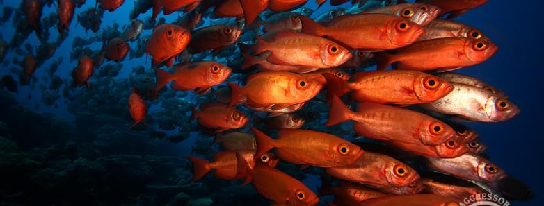 A school of red fish swim by