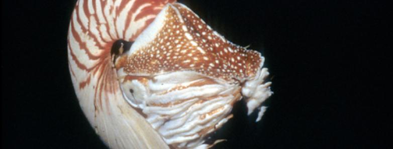 A pearly nautilus in Papua New Guinea.