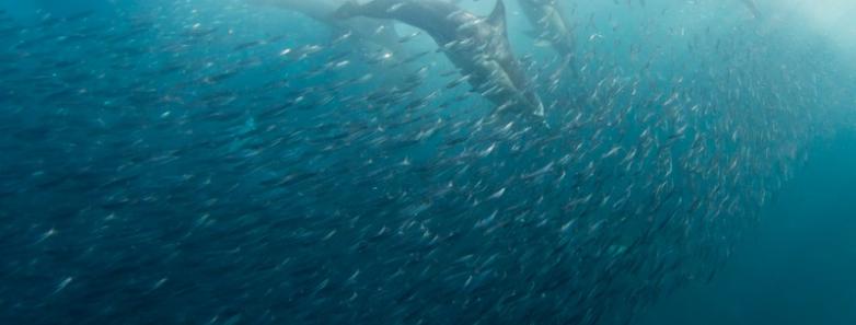 Dolphins feed on sardines during South Africa's sardine run.